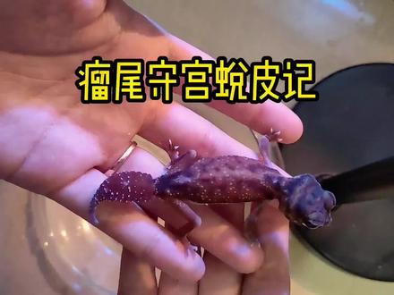 每蜕皮一次就代表又大了一圈-----瘤尾守宫
#爬宠 #宠物 #萌宠出道计划#@DOU+小助手