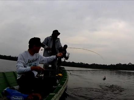 加里曼丹探钓神秘鱼种--血鲤@黑苏丹鱼
位于婆罗洲的西加里曼丹是东南亚最神秘的地域,这里拥有许多独特的淡水鱼品种,包括红龙鱼、血鲤(黑苏丹鱼)、侧眼鳢、印尼虎鱼等等,这次我们来到世界上唯一的红龙鱼原产地,来寻找独特的血鲤和侧眼鳢。
#路亚野钓 #加里曼丹钓鱼探险 #血鲤 #侧眼鳢 #亚洲专业导钓