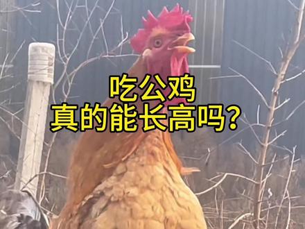 吃公鸡孩子真的能长高吗?#自家养殖 #养鸡人 #营养丰富