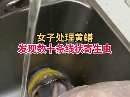 女子处理黄鳝现数十条线状寄生虫#黄鳝 #成都