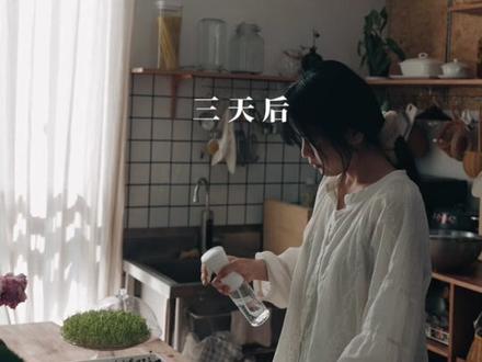 水培芽苗菜 从种子到餐桌
7天就可以吃啦
#vlog日常 #家庭种植 #芽苗菜 #治愈系美食 #春天的味道