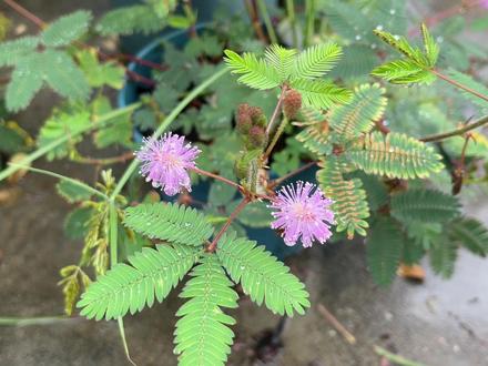 这或许是你能看到的最完整的含羞草的种植方法全过程