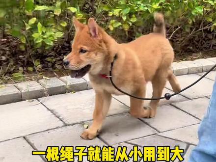 训犬师都在用的赛级P绳,不会还有人没用过吧?#牵引绳 #新手养狗 #中华田园犬