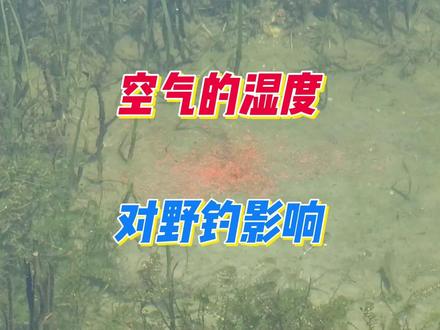 钓早和夜钓鱼获都不好?夏钓这个参数很重要,明白空军原因了吗?#钓鱼#钓鱼人#钓鱼技巧#dou是钓鱼人