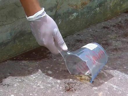 鱼露是如何制作的,你吃过这种调味料吗