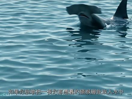 深海从此再无归处 #黑袍纠察队 #深海 #解说
