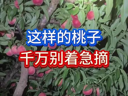延长采摘,错峰上市,配方你打对了么? #桃树管理 #留树护果 #桃树种植 #桃树种植技术 #果树种植管理