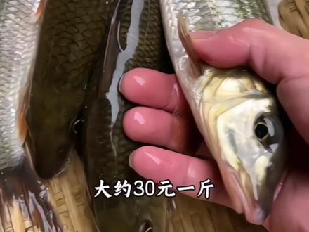 科普分享63种淡水鱼类以及价格,你都吃过哪几种#鱼 #淡水鱼 #科普