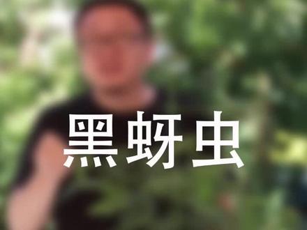 夏季的蚜虫怎么防治,这次我要下狠手#问答c计划