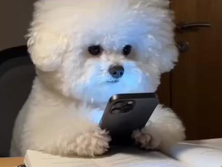 小狗玩手机ai制作教程来了~ 小狗玩手机ai口令指令:正面视角近景,小狗坐在书桌椅子上,双爪抱着一个屏幕反射亮光的智能手机,眼睛紧盯屏幕,卧室光线昏暗,氛围温馨却略带紧张。
书桌上放着作业和打开的书,还有一盏亮灯的台灯,身后右侧是一扇紧闭的木门。小狗突然竖起耳朵,瞳孔微张,猛地把脑袋扭向右侧(木门方向),停顿半秒,显示它正确认脚步声的来源。
随后立刻把头转回前方,将手机藏在作业本下,并拿起笔,翻开作业本开始写作业。此时,木门缓缓推开一条缝,一位中年白人女性的头部探入画面,神情专注地看向小狗,小狗保持写作业动作,随后中年白人女性关门 小狗玩手机ai指令 小狗玩手机写作业ai口令 小狗玩手机写作业ai指令 seedance2.0使用教程 seedance2.0怎么使用 小狗玩手机ai特效 小狗玩手机ai生成 小狗玩手机ai写作业 小狗玩手机ai制作 小狗玩手机ai生成指令 #小狗玩手机ai #小云雀AI #小云雀爆款马上成片 #小云雀seedance #小狗玩手机写作业ai seedance2.0使用教程 豆包seedance2.0使用教程 小云雀seedance2.0使用教程 即梦seedance2.0使用教程