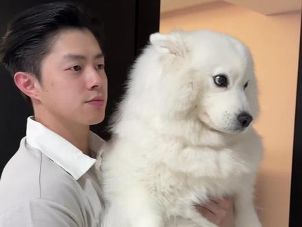 不好意思 颜控还身高控 #萨摩耶 #叶3