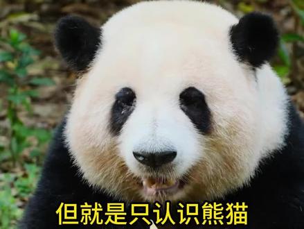 游客们真的太爱花花,好心提醒结果也太尴尬了…不认识人,只认识猫!#大熊猫花花 #花花 #谭爷爷 @白白姐看熊猫