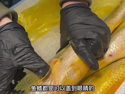 一万多一条的野生黄鱼长啥样?#野生大黄鱼