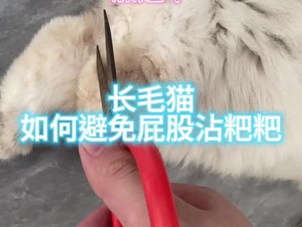 如何避免长毛猫屁股沾粑粑。
(感谢即将成为别人家小朋友无私奉献的屁股。)#记录猫咪日常 #萌宠出道计划 #铲屎官日记 #谁能拒绝傻憨憨的小猫咪 #金渐层