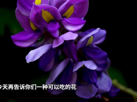 有解酒能力的花,葛花 #一日一植物