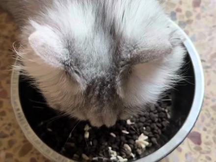 家人们别错过了抓紧领取#狡猾的幻术 #幻术语音包