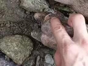 蹄子肿,很常见,轻松解决#养猪 #养猪人 #猪场 #猪病