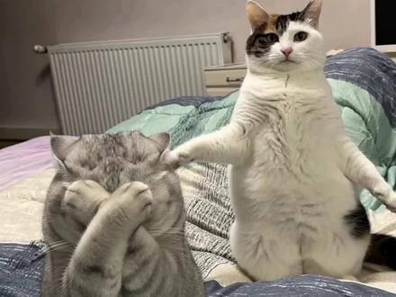 怪奇物语跳舞小猫ai制作教程 怪奇物语小猫跳舞ai制作教程 猫咪跳怪奇物语ai制作教程 猫咪捂着鼻子摆手ai制作教程 怪奇物语猫咪ai舞蹈制作教程 怪奇物语ai生成指令 怪奇物语跳舞小猫ai指令入口 怎么ai小猫跳舞 怪奇物语跳舞小猫ai制作教程 #小云雀AI #小云雀seedance #由小云雀seedance2.0制作 #小云雀爆款马上成片 #怪奇物语跳舞小猫ai教程 怪奇物语跳舞小猫ai制作教程 怪奇物语小猫跳舞ai制作教程 猫咪跳怪奇物语ai制作教程 猫咪捂着鼻子摆手ai制作教程 怪奇物语猫咪ai舞蹈制作教程 怪奇物语ai生成指令 怪奇物语跳舞小猫ai指令入口 怎么ai小猫跳舞 怪奇物语跳舞小猫ai制作教程