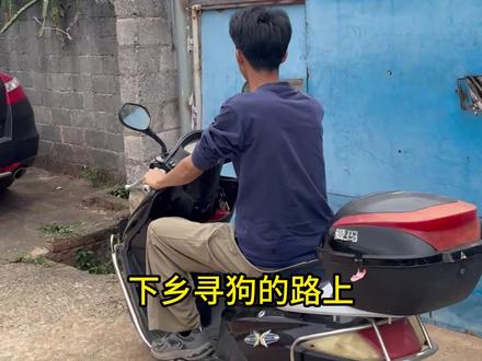 广西农村田园犬是什么样的,你最喜欢什么狗?#下乡寻狗 #土松#四眼狗