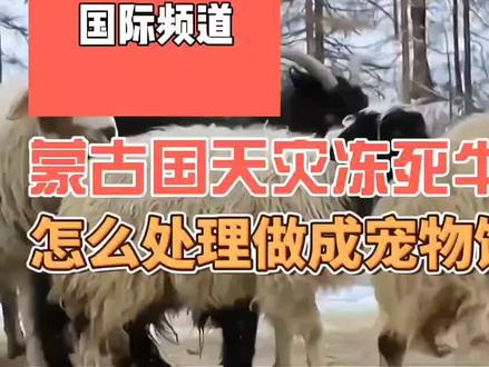 蒙古国天灾冻死牛羊无数,欲哭无泪怎么处理,做成宠物饲料行吗#知识#国际#文化