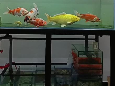 养鱼万能药土霉素#空气缸 #水族器材 #观赏鱼