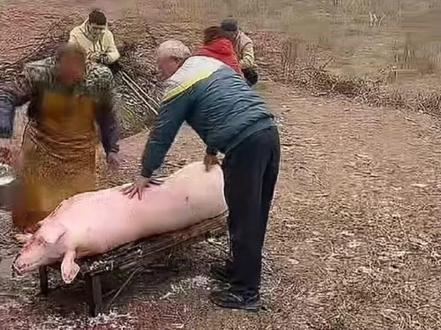 合川“呆呆”杀年猪爆火!本想找两人按猪,结果招来半个重庆! #热点 #呆呆 #杀年猪 #热点新闻事件