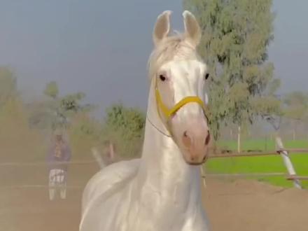 分享13种马,祝各位马年马到成功,马上
发财!#科普冷知识 #马到成功 #马