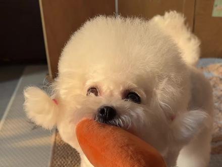 纸巾萝卜挑战通过! #萌宠 #比熊 #万物可爱计划 #狗狗日常