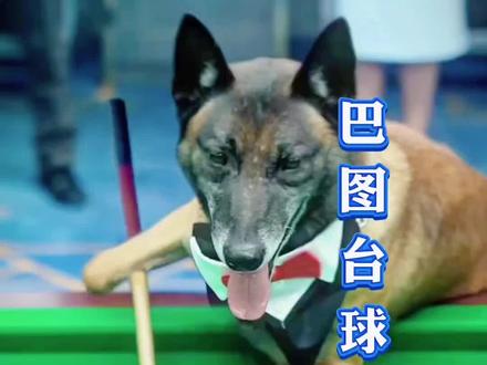 巴图狗狗PK台球王子 巴图狗狗PK台球王子夺冠#狗是人类最忠诚的朋友#狗子成精了