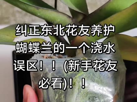 #蝴蝶兰 #蝴蝶兰养护 #蝴蝶兰浇水 #蝴蝶兰根据根系判断浇水 #养花我是认真的 蝴蝶兰养护误区一