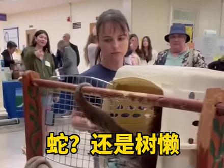 看着像是一条蛇,实际上是一只树懒 #树懒 #闪电 #疯狂动物城