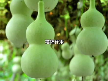 葫芦进宅,福禄齐来,好看又好玩的手捻小葫芦,你们种了吗?#手捻小葫芦 #葫芦种子推荐