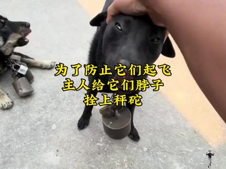 为了防止它们起飞,主人给它们脖子拴上秤砣#狗 #搞笑 #热点