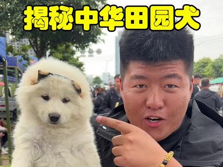 230白土松,我是真的喜欢! 肥嘟嘟的小熊!#vlog十亿流量扶持计划 #土松