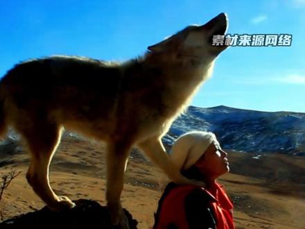 《重返狼群》版本怎么选 #重返狼群 #李微漪 #格林 #书 #重返狼群版本怎么选