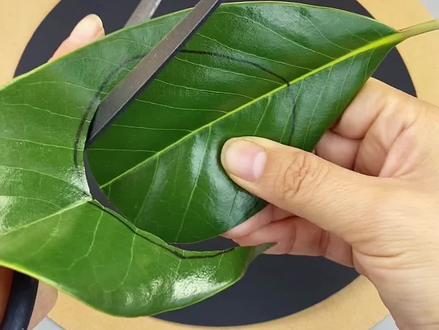 #按动点点胶 用树叶就可以贴出可爱的小乌龟,简单有趣,快陪孩子试试吧#亲子手工 #树叶贴画 #幼儿园手工