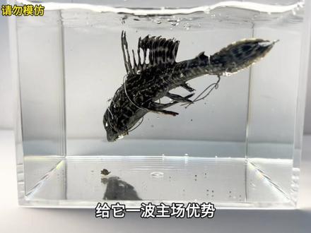 把入侵物种清道夫和仙女棒放一起!会发生什么事? #清道夫 #仙女棒 #趣味实验 #入侵物种