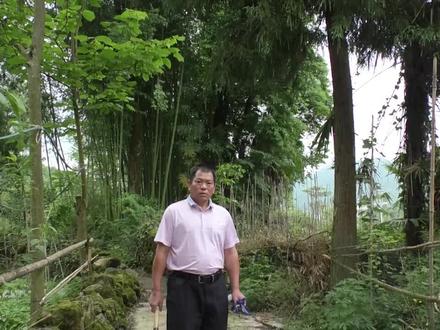 这种路边植物可以治疗内外风湿,却很少有人知道