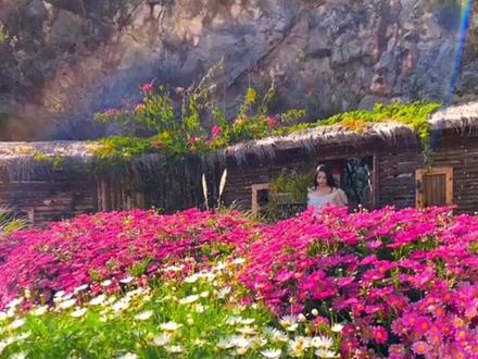 有阳台花盆小院的,建议多种一些除虫菊,种植简单易养活,好看又驱蚊虫#三月你好#除虫菊