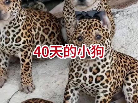 40天的小狗,可爱呆萌#广西豹纹犬 #广西豹纹狗 #广西五黑犬 #广西田园犬#广西五红犬