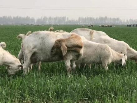 防止羊吃麦苗新方法,只要学会这三招,羊群躲着走