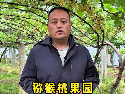 猕猴桃果园授粉的正确时间 #猕猴桃授粉 #猕猴桃授粉技术 #猕猴桃授粉专用花粉 #猕猴桃授粉时间 #猕猴桃果园管理