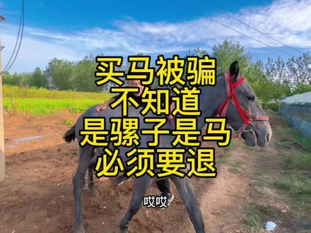 花了两万多块钱买了这么个要命的玩意,真亏,必须得退了!#骑马 #万万没想到 #新农人计划2023