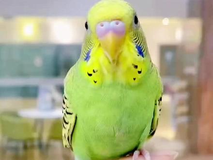 #虎皮鹦鹉 鹦鹉如何区分公母