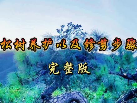 @中国盆景艺术交流
松树养护技巧与修剪步骤#盆景 #园艺 #庭院 #盆景制作 #迎客松