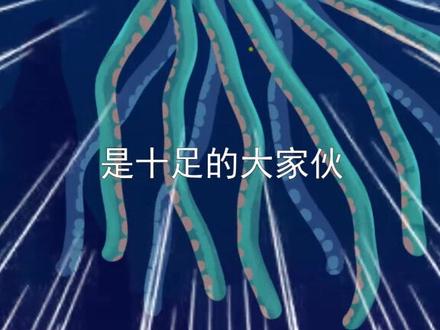 吸血鬼乌贼原来长这样!大王乌贼和吞噬鳗也太……