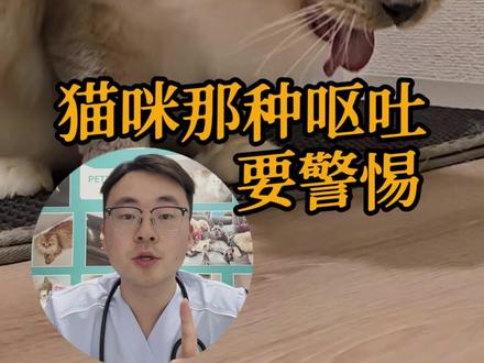 猫咪呕吐颜色不同,严重程度大不同!这3种情况铲屎官一定要懂#猫咪健康 #猫咪呕吐 #铲屎官必看 #宠物科普 #猫咪养护