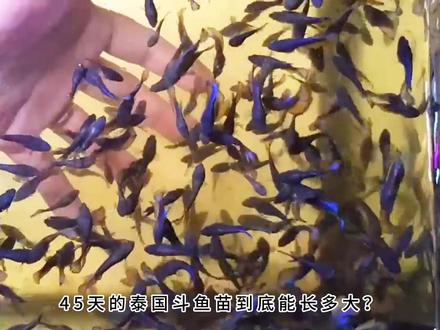 泰国斗鱼繁殖教程视频,泰国斗鱼苗孵化第几天开口,斗鱼苗怎么养 #养鱼日记 #养鱼养心 #养鱼日志 #养鱼青年