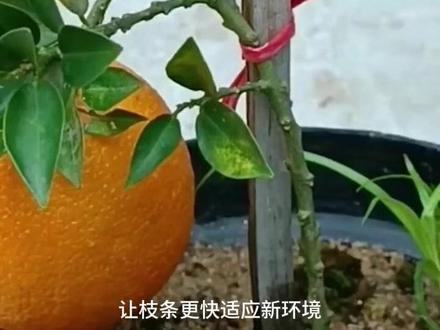 一根枝条变橙子树!不花钱的繁殖秘术,插土就活结果超快! #阳台果园 #扦插技巧 #植物克隆 #园艺干货
"橙子树不用买!剪根枝条插土里,30天生根成活秘籍大公开!👇
🔥【超简单3步法】
1️⃣ 选当年生健壮枝,45°斜剪增加生根面
2️⃣ 蘸点生根粉(没有就用芦荟汁代替)
3️⃣ 插进疏松透气的营养土,套袋保湿
💧重点:保持土壤湿润但别积水,放散光处等待奇迹!
📈全程记录枝条生根发芽过程,新手也能100%成功!
👉关注我,教你更多不花钱的果树繁殖妙招~"
橙子扦插,枝条繁殖,果树克隆,生根技巧,阳台果园,园艺教学,扦插教程,植物无性繁殖,果树盆栽,枝条处理,生根剂使用,营养土配方,保湿方法,园艺工具,植物激素,伤口处理,扦插季节,温度控制,光照需求,浇水频率,植物成活率,果树栽培,柑橘类种植,枝条选择,切口处理,套袋技巧,植物发根,根系观察,新芽萌发,植物移栽,盆栽果树,家庭种植,低成本园艺,植物养护,病虫害防治,修剪技巧,植物生长素,园艺实验,植物纪录片,种植成就感,水果自由,扦插时间,基质选择,园艺知识,植物科普,枝条保鲜,生根对比,植物生命力,园艺爱好者,阳台经济,种植小技巧