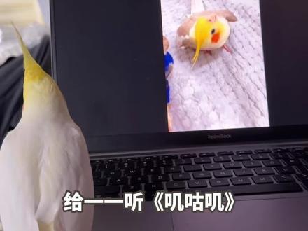 我家孩子的叽咕叽怎么不一样 每只走音的小鸡背后都有一只走音的两脚兽
孩子的最爱曲还是爸爸(叽叽)原创的家族小曲
#小黄鸡 #玄凤鹦鹉 #新年更鲜活宝宝更适合 #手养鹦鹉 #动物@dou+小助手